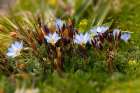 Ground cover-Antisana Ecological Reserve-Ecuador Art Print